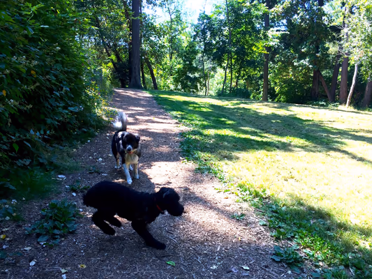 Dog Park at Wapato Park